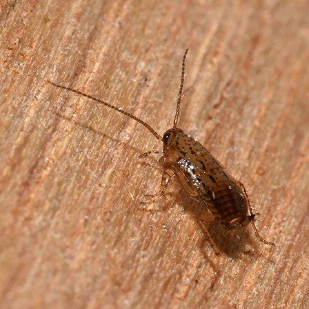 Réf. 316 267 : Ectobius pallidus